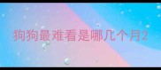 狗狗最难看是哪几个月
