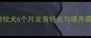 东德牧犬6个月发育特点与喂养需求