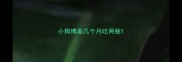 小狗博美几个月吃两顿