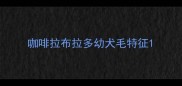 咖啡拉布拉多幼犬毛特征