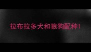 拉布拉多犬和狼狗配种