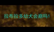 拉布拉多幼犬会崩吗