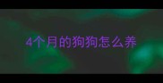 4个月的狗狗怎么养