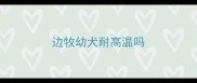 边牧幼犬耐高温吗