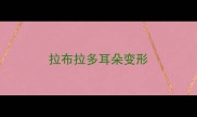 拉布拉多耳朵变形