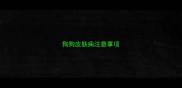 狗狗皮肤病注意事项