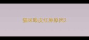 猫咪眼皮红肿原因