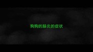 狗狗的肠炎的症状