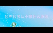 拉布拉多从小喂什么原因