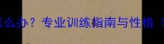 边牧见陌生人太激动怎么办专业训练指南与性格附训犬师实操案例
