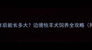 蓝眼睛边牧成年后能长多大边境牧羊犬饲养全攻略附成长对比图