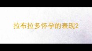 拉布拉多怀孕的表现