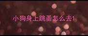 小狗身上跳蚤怎么去