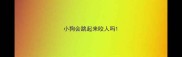 小狗会跳起来咬人吗