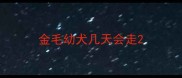 金毛幼犬几天会走
