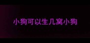 小狗可以生几窝小狗
